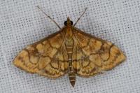 Anania verbascalis