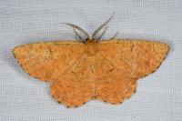 Angerona prunaria