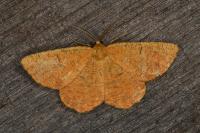 Angerona prunaria