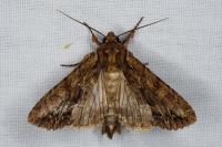 Apamea monoglypha monoglypha
