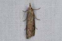 Aphomia sociella