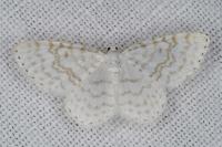Asthena albulata
