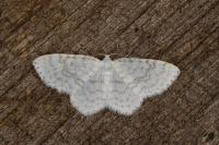 Asthena albulata