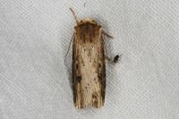 Axylia putris