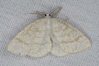Cabera exanthemata