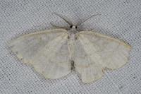 Cabera exanthemata