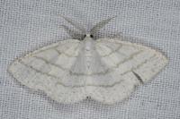 Cabera pusaria