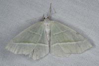 Campaea margaritaria