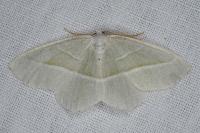 Campaea margaritaria
