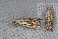 Catoptria falsella