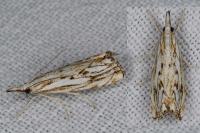 Catoptria falsella
