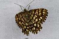 Chiasmia clathrata