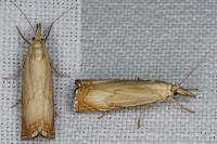 Chrysoteuchia culmella