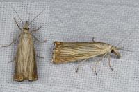 Chrysoteuchia culmella