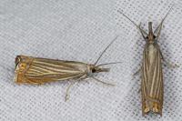 Chrysoteuchia culmella