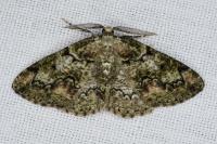Cleorodes lichenaria