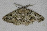 Cleorodes lichenaria