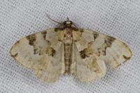 Colostygia pectinataria