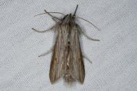 Cucullia umbratica