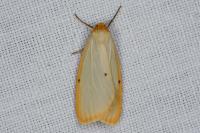 Cybosia mesomella