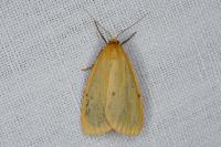 Cybosia mesomella