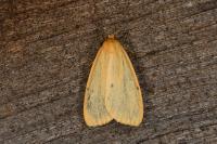 Cybosia mesomella