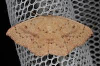 Cyclophora puppillaria