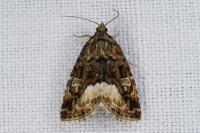 Deltote pygarga