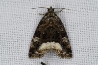 Deltote pygarga