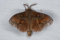Dendrolimus pini pini