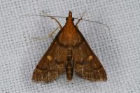 Dolicharthria aetnaealis