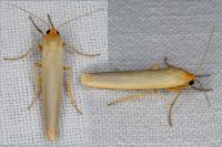 Eilema caniola