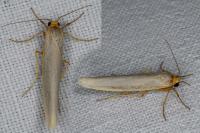Eilema caniola