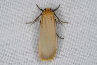 Katha depressa