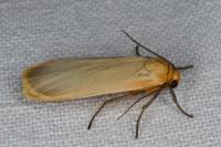 Katha depressa