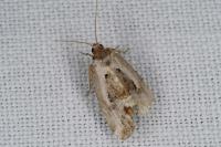 Elaphria venustula