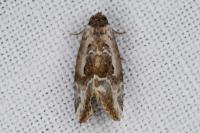 Elaphria venustula