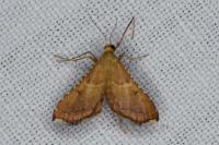 Endotricha flammealis