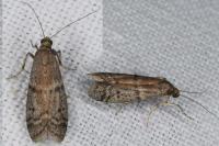 Ephestia woodiella/parasitella/elutella