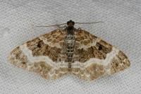 Epirrhoe alternata