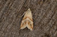 Eublemma parva