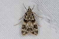 Eudonia delunella