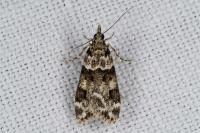 Eudonia delunella