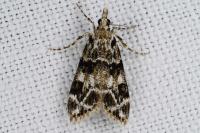 Eudonia delunella
