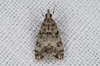 Eudonia lacustrata