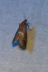Acrobasis marmorea