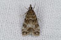 Eudonia mercurella