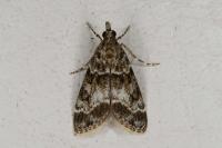 Eudonia mercurella