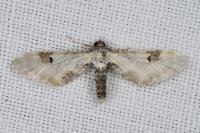 Eupithecia centaureata