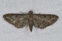Eupithecia icterata